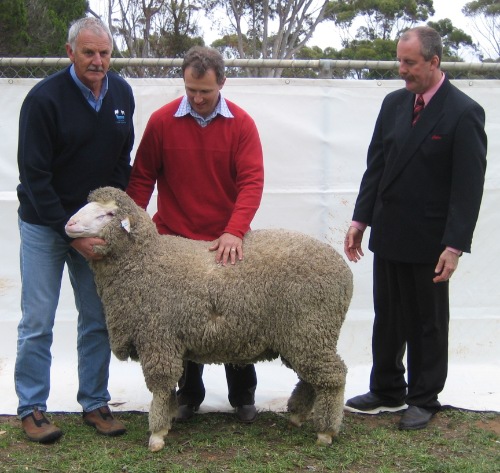 Brenton Paech, Brenalta Poll Stud, successfully purchased this Glenlea Park sire with an outstanding rich gutsy wool